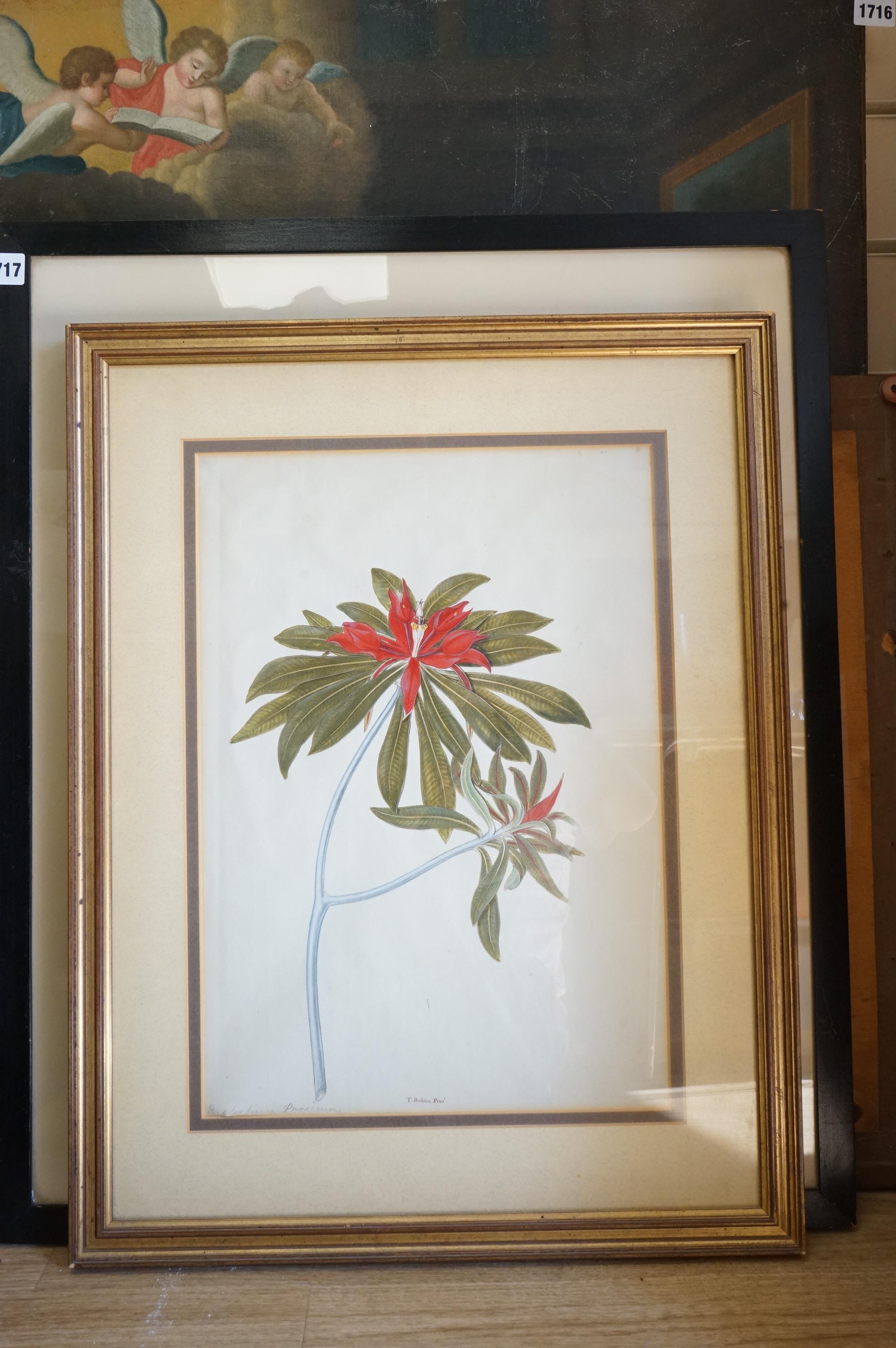 T. Robins (19th. C), pair of botanical interest watercolours, Flowers, together with two other similar examples, largest 45 x 32cm
